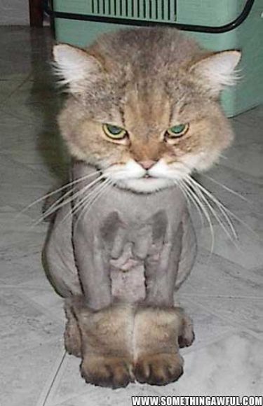 shaved pussy 2.jpg